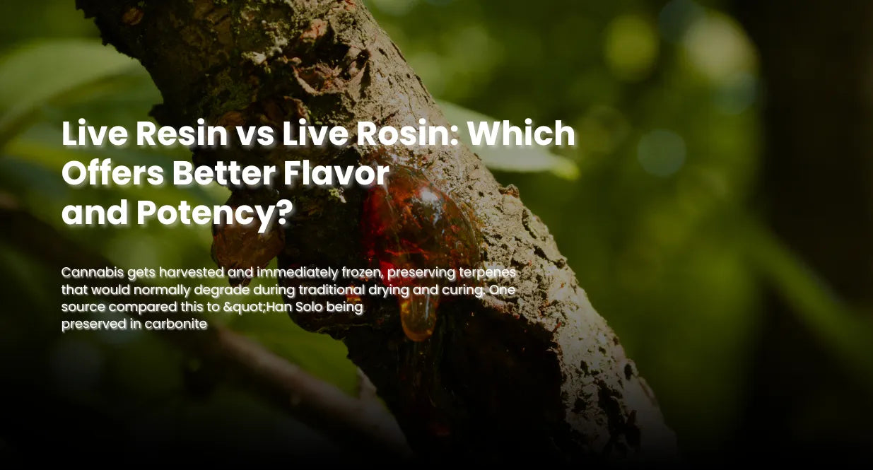 Live Resin vs Live Rosin: Which Offers Better Flavor and Potency?