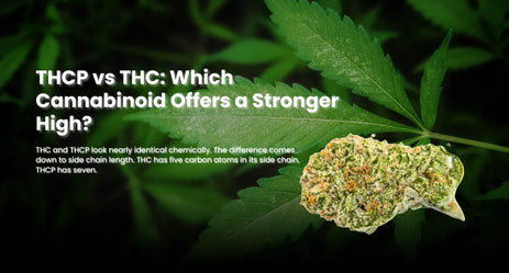 THCP vs THC: Which Cannabinoid Offers a Stronger High?