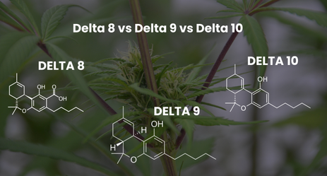 Delta 8 vs Delta 9 vs Delta 10 – Which One Is Right for You?