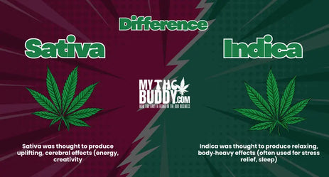 Difference Between Indica vs Sativa Gummies: What You Need to Know Before You Choose