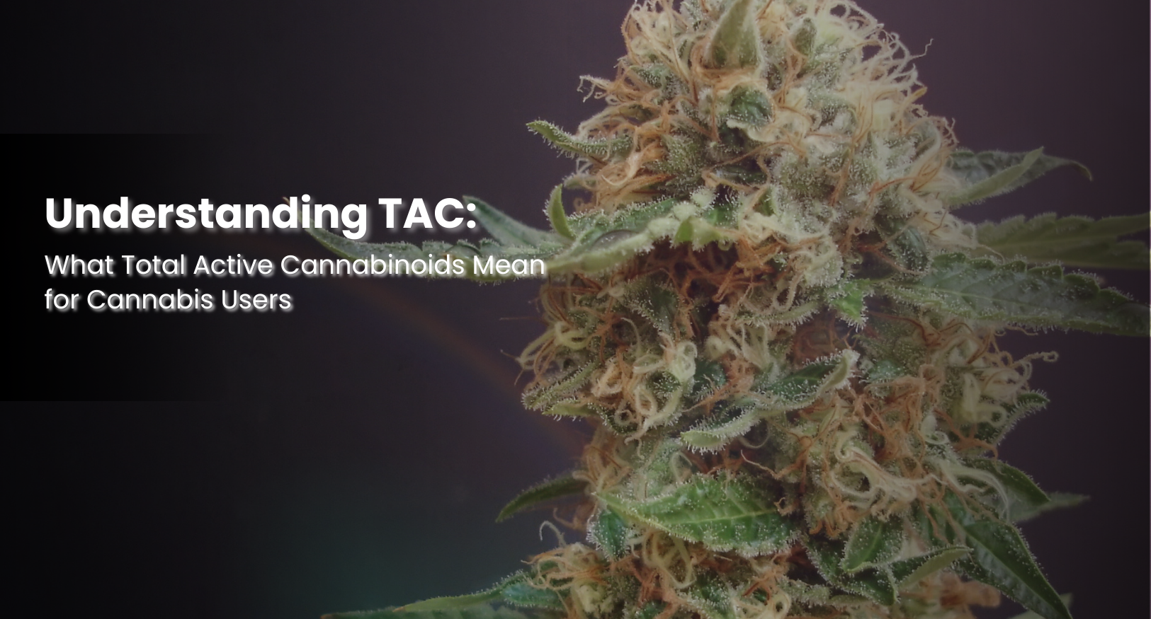 Understanding TAC: What Total Active Cannabinoids Mean for Cannabis Users