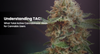 Understanding TAC: What Total Active Cannabinoids Mean for Cannabis Users