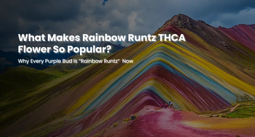 Rainbow Runtz THCA Flower Popularity Explained | Read Guide
