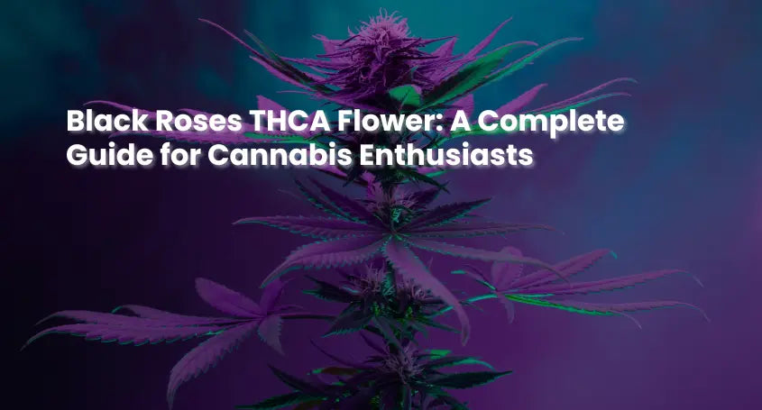 Black Roses THCA Flower: A Complete Guide for Cannabis Enthusiasts