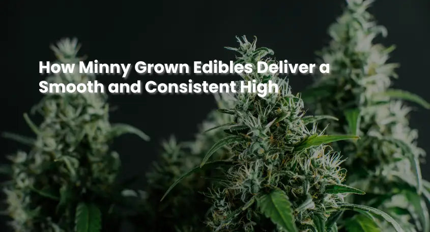 How Minny Grown Edibles Deliver a Smooth and Consistent High
