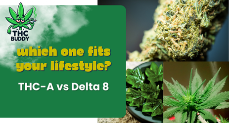 THC-A vs Delta 8: Which One Fits Your Lifestyle?