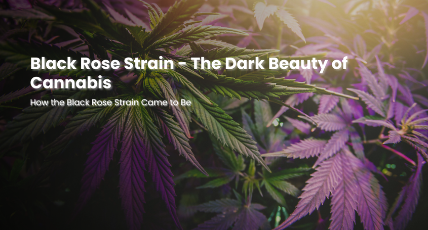 black rose strain