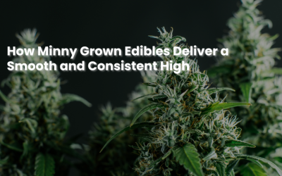 How Minny Grown Edibles Deliver a Smooth and Consistent High