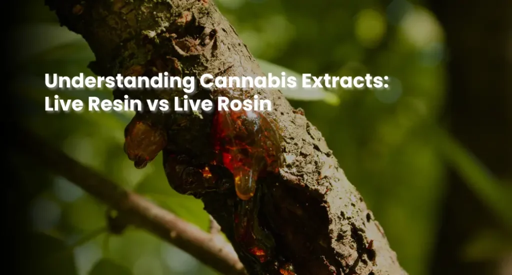Understanding Cannabis Extracts: Live Resin vs Live Rosin | MyTHCBuddy.com Live Resin