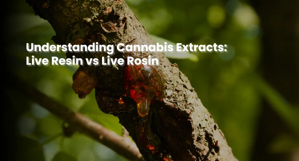 Understanding Cannabis Extracts: Live Resin vs Live Rosin | MyTHCBuddy.com Live Resin